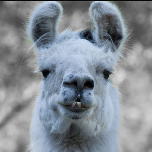 Meet your Posher, Aiden